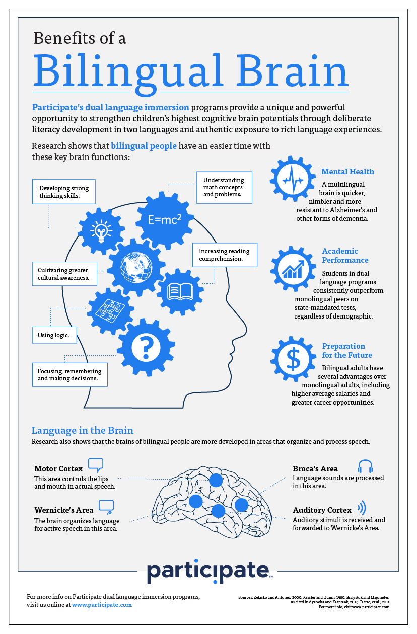 Bilingual Brain infographic in English