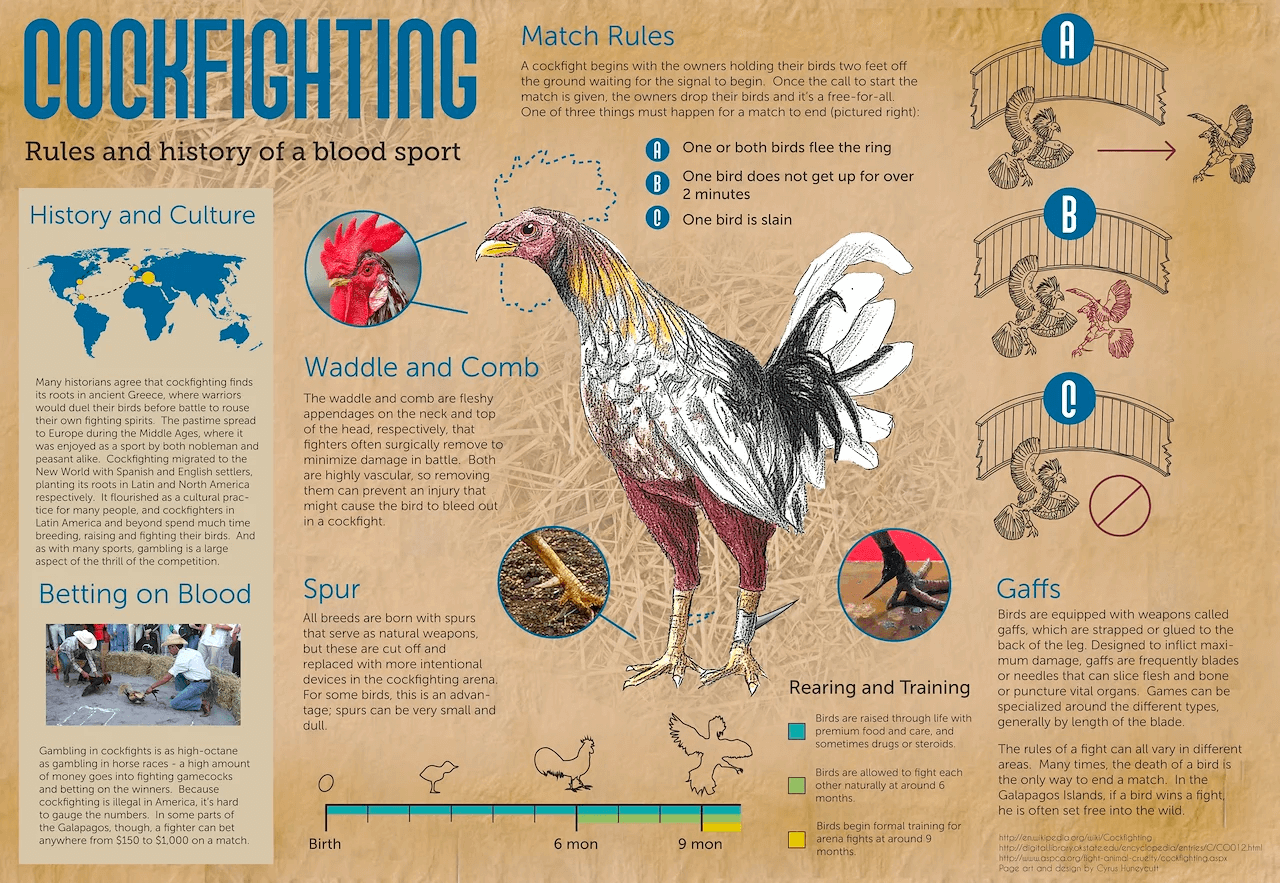 Cockfighting bloodsport infographic